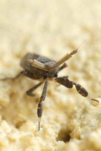 Réf. 252 919 : Asiraca clavicornis